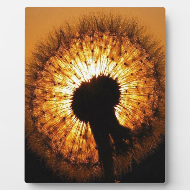Dandelion at Sunset Plaque (Front)