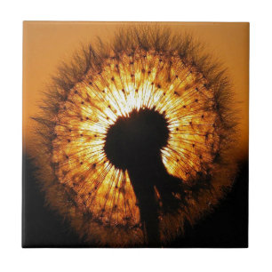 Dandelion at Sunset Tile