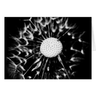 dandelion blacq