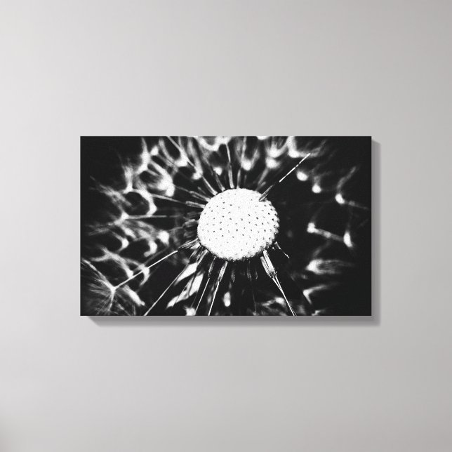 dandelion blacq canvas print (Front)