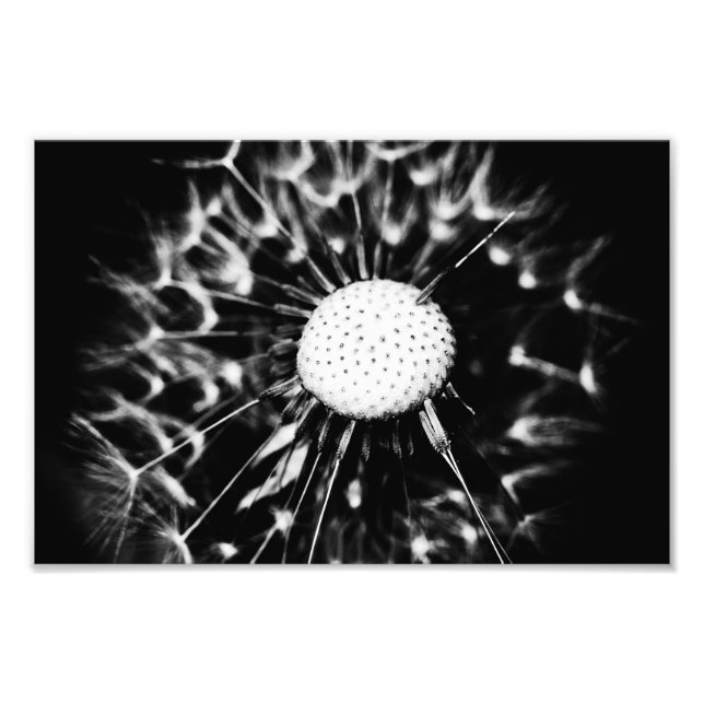 dandelion blacq photo print (Front)