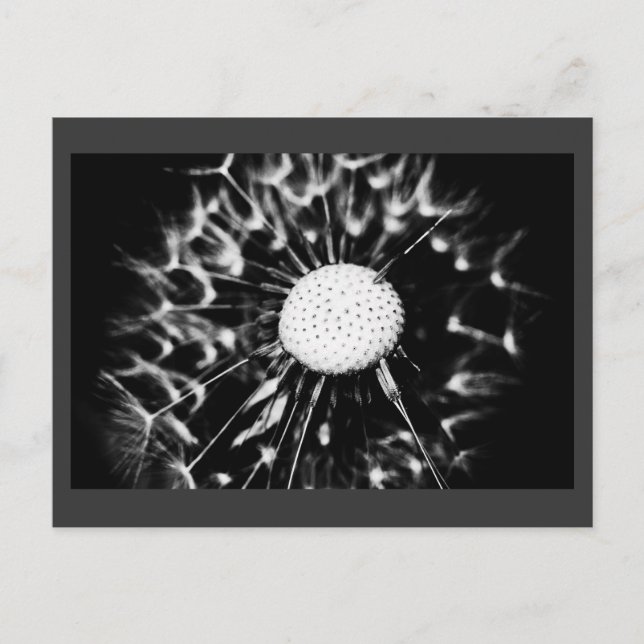 dandelion blacq postcard (Front)