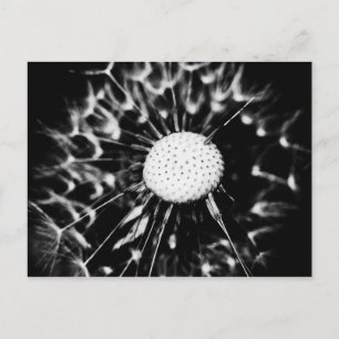 dandelion blacq postcard