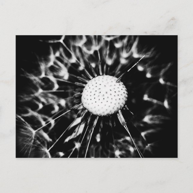 dandelion blacq postcard (Front)