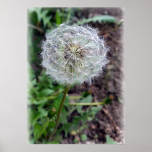 dandelion bloom poster