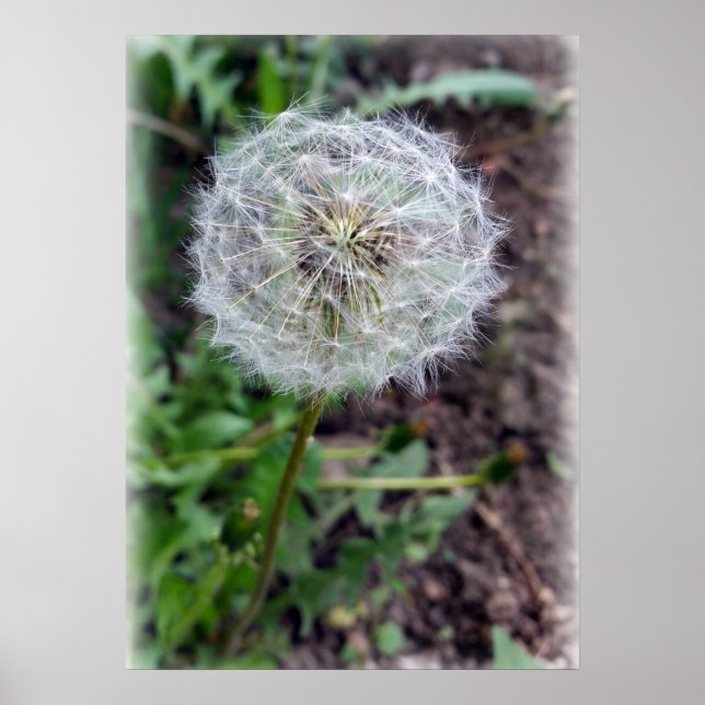 dandelion bloom poster (Front)