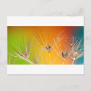 Dandelion Blossoms Flowers Destiny Peace Love Art Postcard