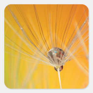 Dandelion Blossoms Flowers Destiny Peace Love Art Square Sticker