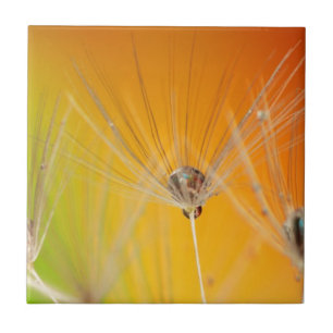 Dandelion Blossoms Flowers Destiny Peace Love Art Tile