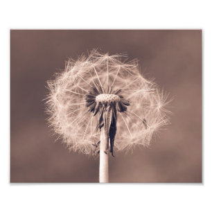 Dandelion Blowball Closeup Sepia Photo Print