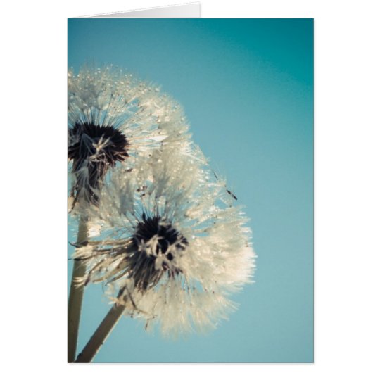 Dandelion Blue Sky Card