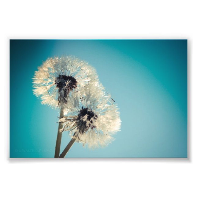 Dandelion Blue Sky Photo Print (Front)