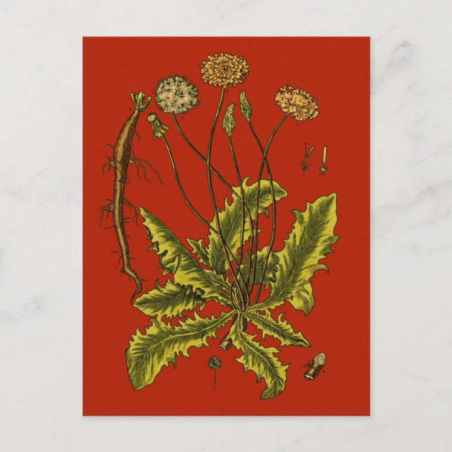 Dandelion Botanical Illustration Postcard (Front)