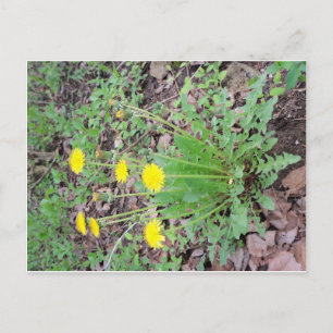 Dandelion Bundle Postcard