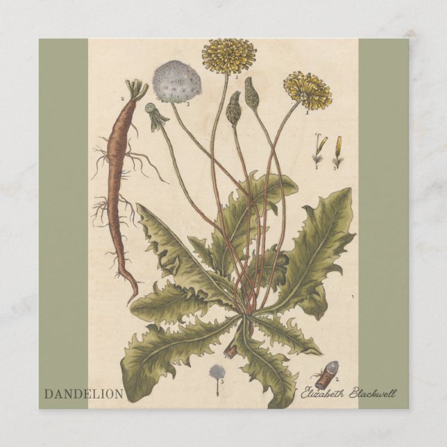 Dandelion by Elizabeth Blackwell (Front)