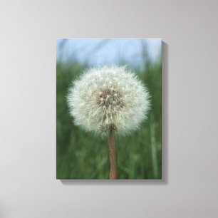 Dandelion Canvas Print