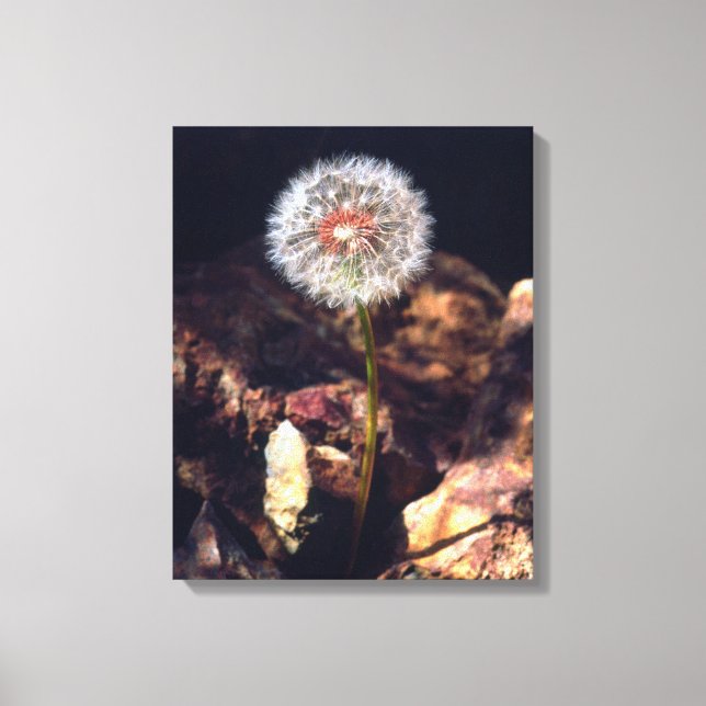 Dandelion Canvas Print (Front)