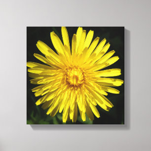 Dandelion Canvas Print