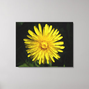 Dandelion Canvas Print