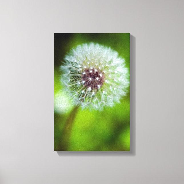 Dandelion Canvas print (Front)