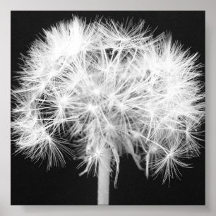 Dandelion Canvas Print
