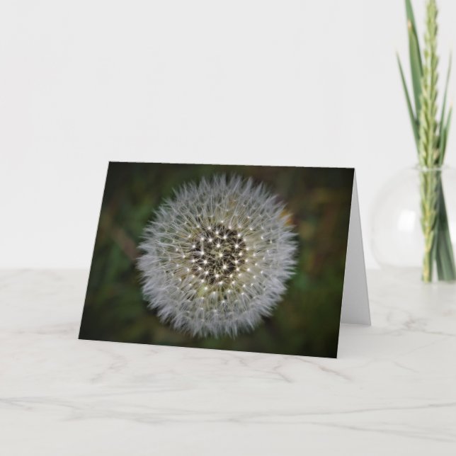 Dandelion, card (Front)