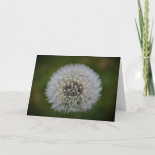 Dandelion, card