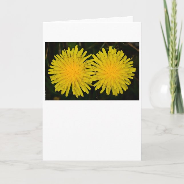 Dandelion, card (Front)