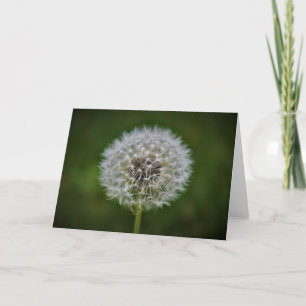 Dandelion, card