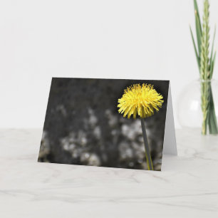 Dandelion, card