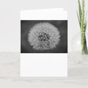 Dandelion, card