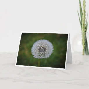 Dandelion, card