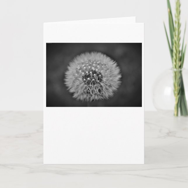Dandelion, card (Front)