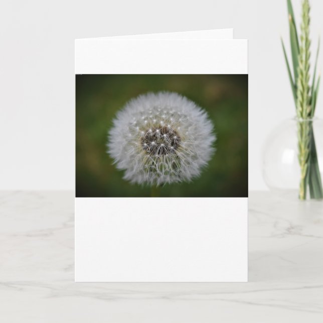 Dandelion, card (Front)