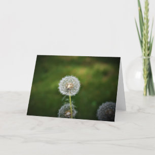 Dandelion, card