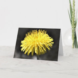 Dandelion, card
