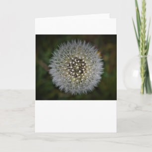 Dandelion, card