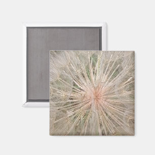Dandelion Close Up Magnet