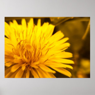 Dandelion Closeness Poster
