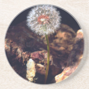 Dandelion Coaster