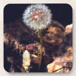 Dandelion Coaster