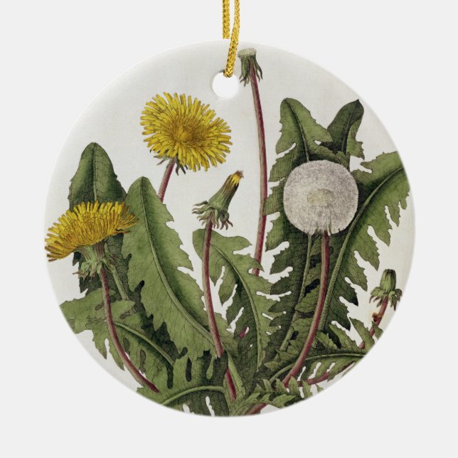 Dandelion (colour engraving) ceramic tree decoration (Front)
