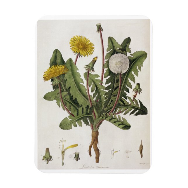 Dandelion (colour engraving) magnet (Vertical)