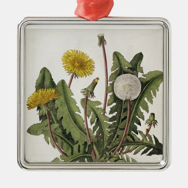 Dandelion (colour engraving) metal tree decoration (Front)