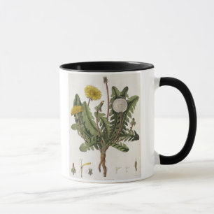 Dandelion (colour engraving) mug