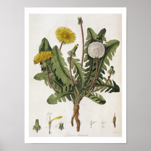 Dandelion (colour engraving) poster