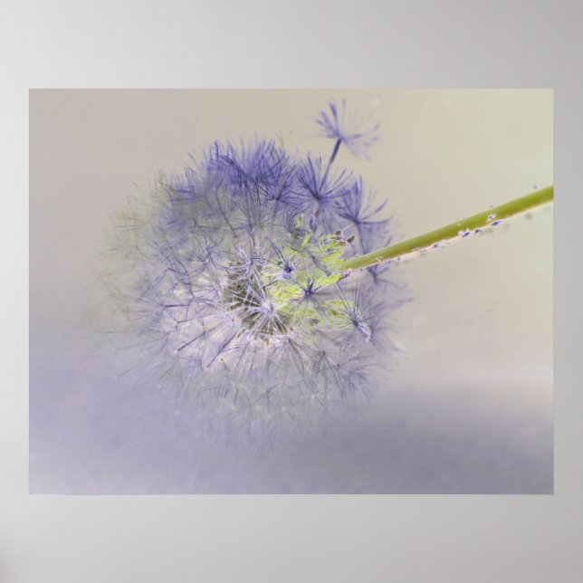 Dandelion Dream Poster (Front)