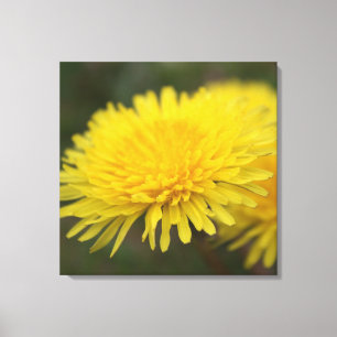 Dandelion dream. Pretty yellow wild flower Canvas Print