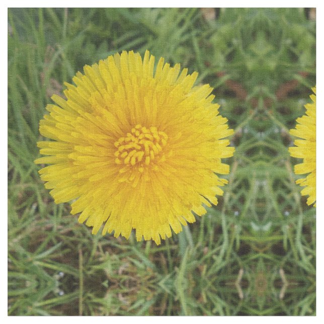 Dandelion Fabric (Close Up)