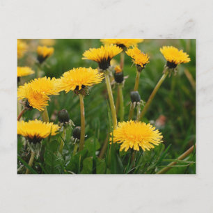 Dandelion Field Postcard